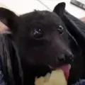 fruitbat